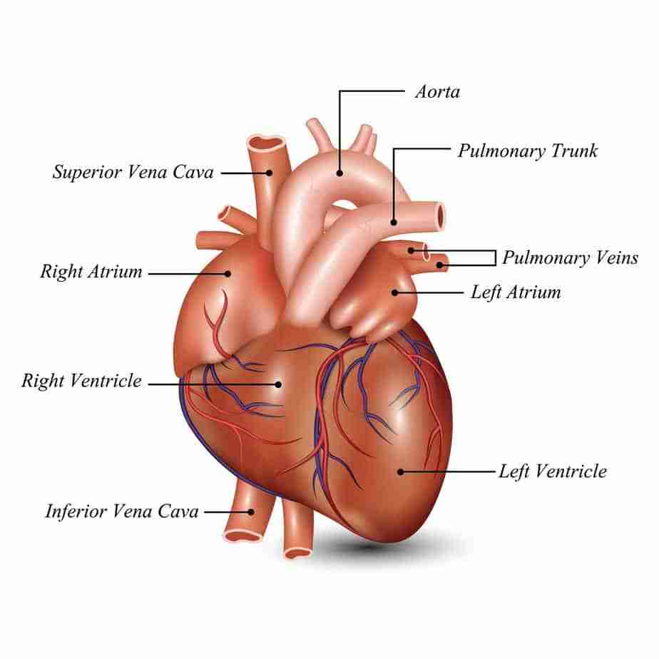 A/Prof Peter Fahmy Heart Failure Conditions